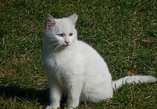 喜欢游泳的猫咪,土耳其梵猫,有个性惹人爱_印记_身体_其他