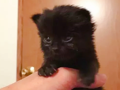 家里躲进两个小黑影,屋主刚拿起扫把,小黑猫兄弟主动认怂 家里躲进两个小黑影,屋主刚拿起扫把,小黑猫兄弟主动认怂