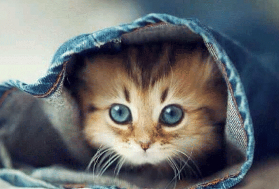 主人带猫出去玩却把猫丢了，猫咪一脸不满地铲屎官控诉：跑哪去了 