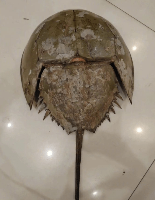 男子网到一蓝血动物直送派出所,是二级保护动物鲎,它有何奇特?