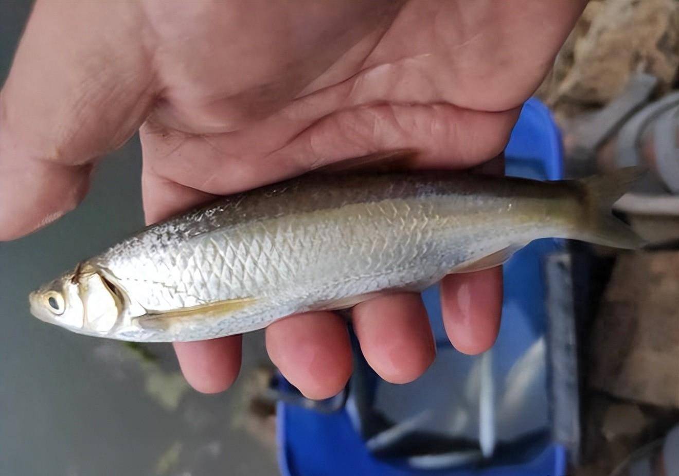 广西男子钓到"超级大白条",长约30公分!_因为_钓友_钓鱼人