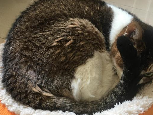 猫咪活了23年，妈妈起初不愿给它花钱，最后却在猫咪身边泣不成声