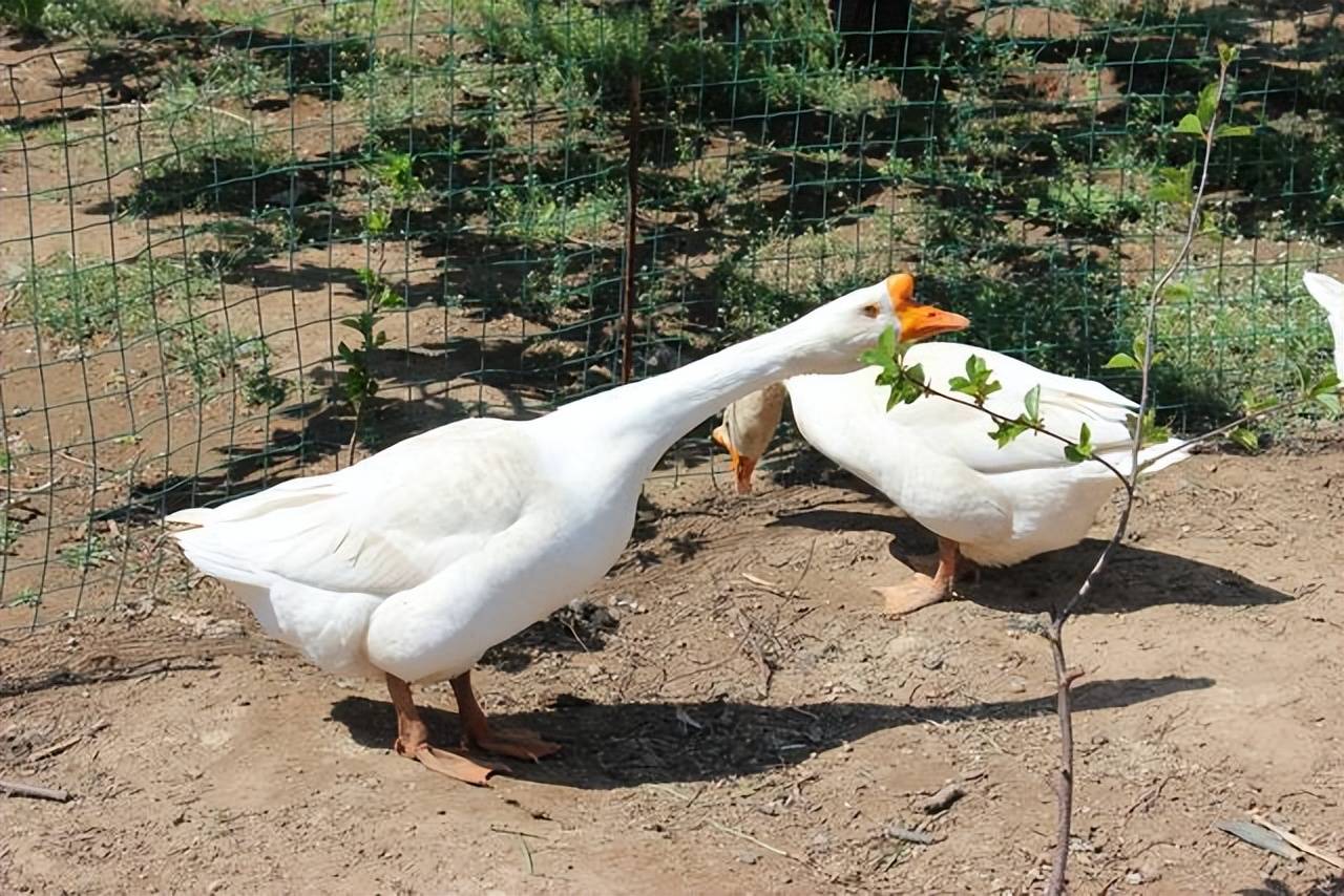 需要每天喂料,清理圈舍,提供饮水等,如果养鹅人没有足够的时间和精力