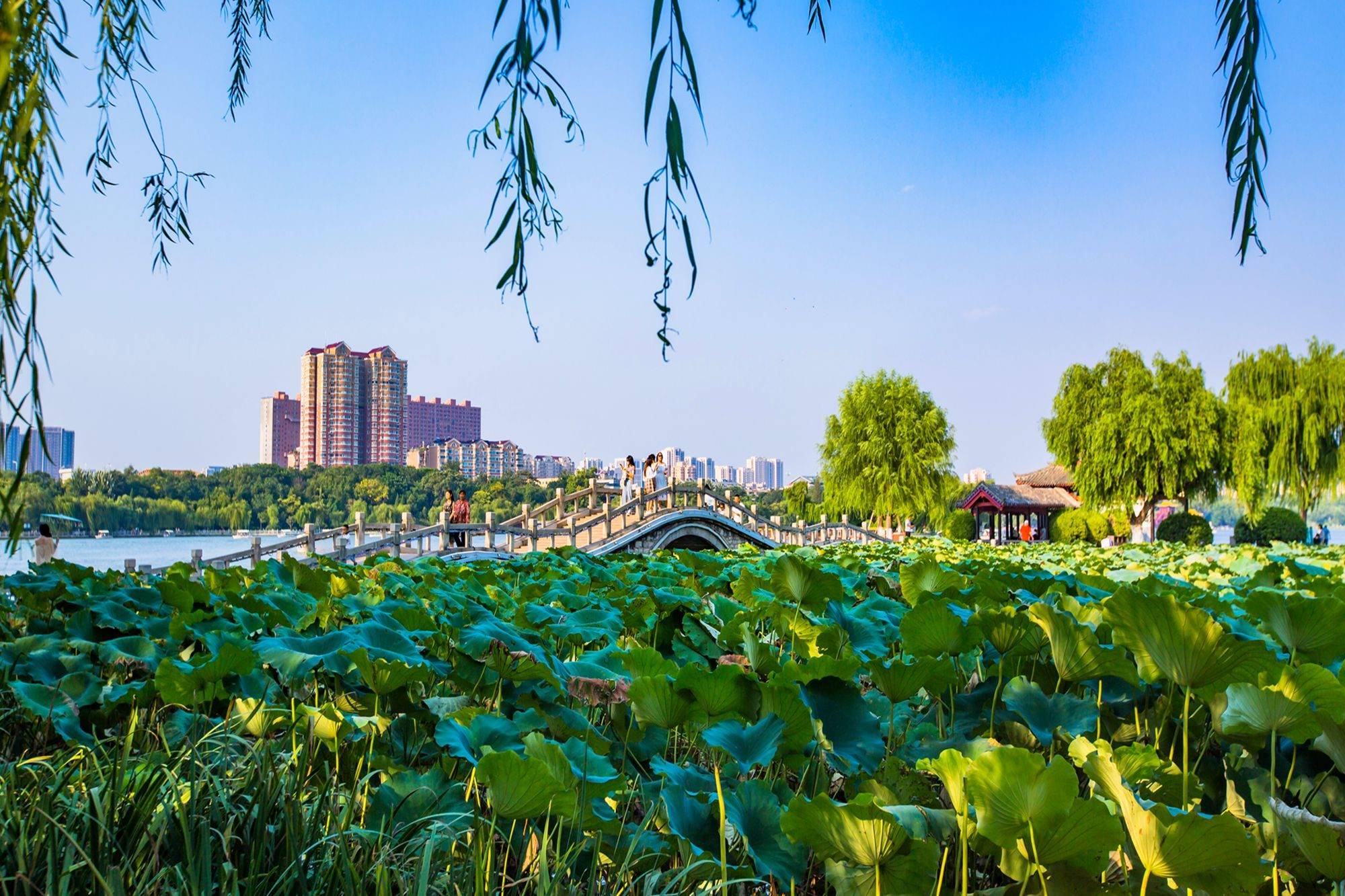 济南大明湖,曾被称为西湖,是中国唯一的泉水湖,风景美如画