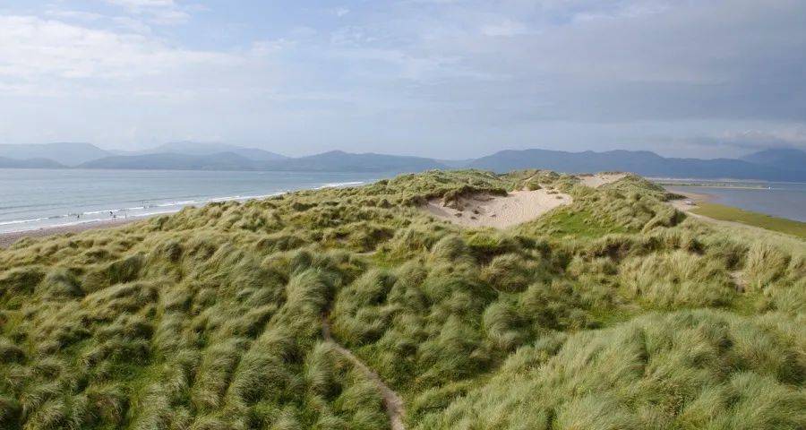 张近东的复出和苏宁易购的底气-家电圈官网