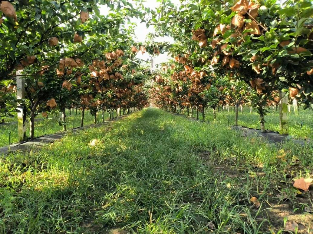 最新网红水果秋月梨核心产区开始采摘：产量达8万多吨 增收20% 创5年新高-最极客