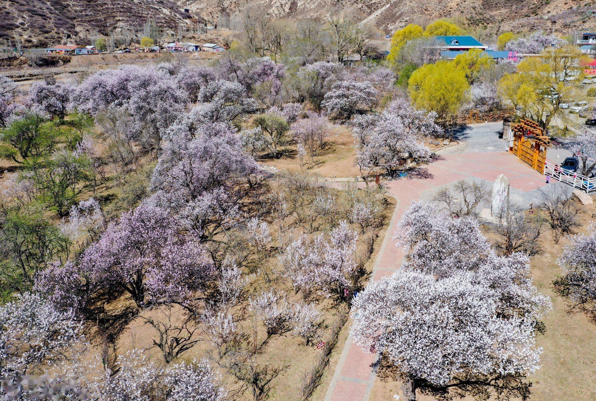 呼和浩特市东乌素图村古杏树群上榜【全国最美古树群】_榆树_历史