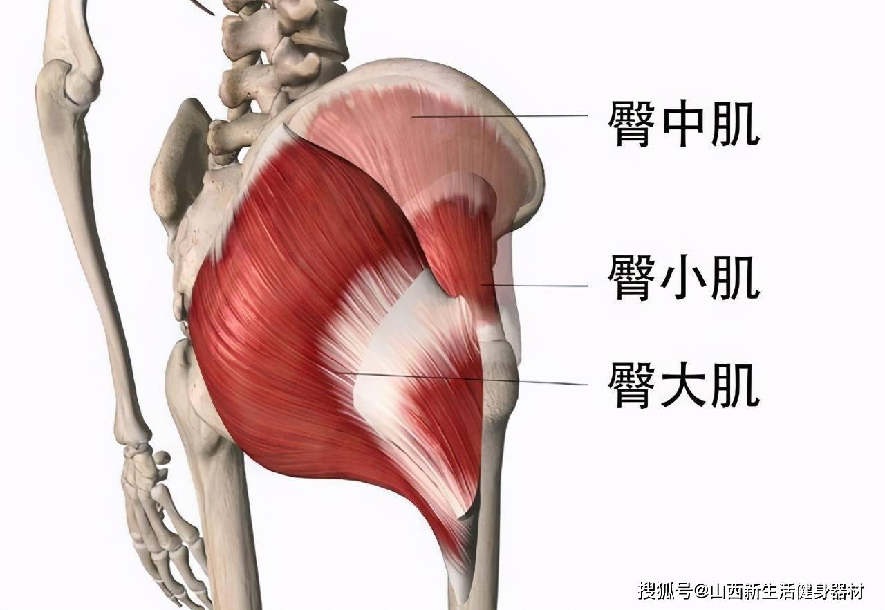 因此它可以有效地锻炼大腿前侧的股四头肌,大腿后侧的股二头肌,小腿