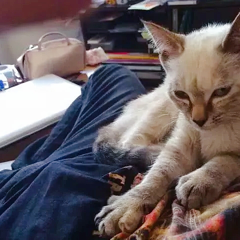 小猫吃不饱,只能靠“演戏”骗吃骗喝,结果被男孩拐跑了! 小猫吃不饱,只能靠“演戏”骗吃骗喝,结果被男孩拐跑了!