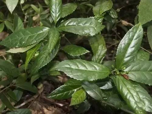 五叶神草别名甘茶蔓,福音草,公罗锅底等.