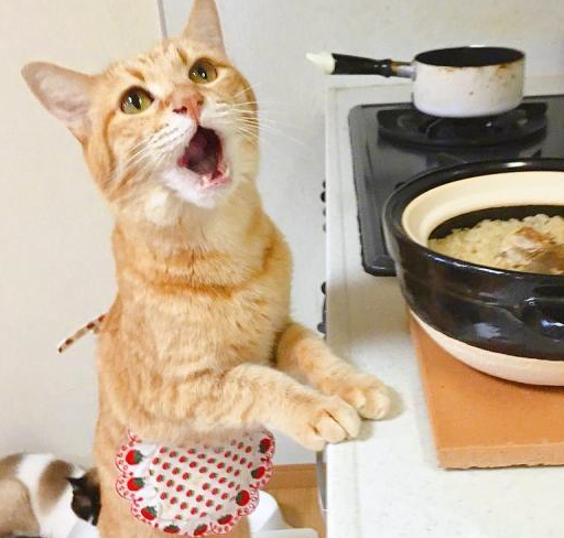 橘猫为了这个家操碎了心，能养只这样的猫，铲屎官太幸福了 