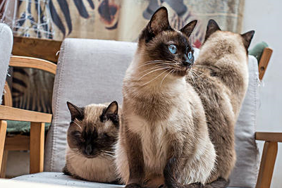 我养的是狗还是猫？暹罗猫一生只认一个主人，还是猫界大话唠
