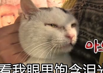 猫咪偷吃火腿肠,然后嫁祸给小猪 猫咪偷吃火腿肠,然后嫁祸给小猪