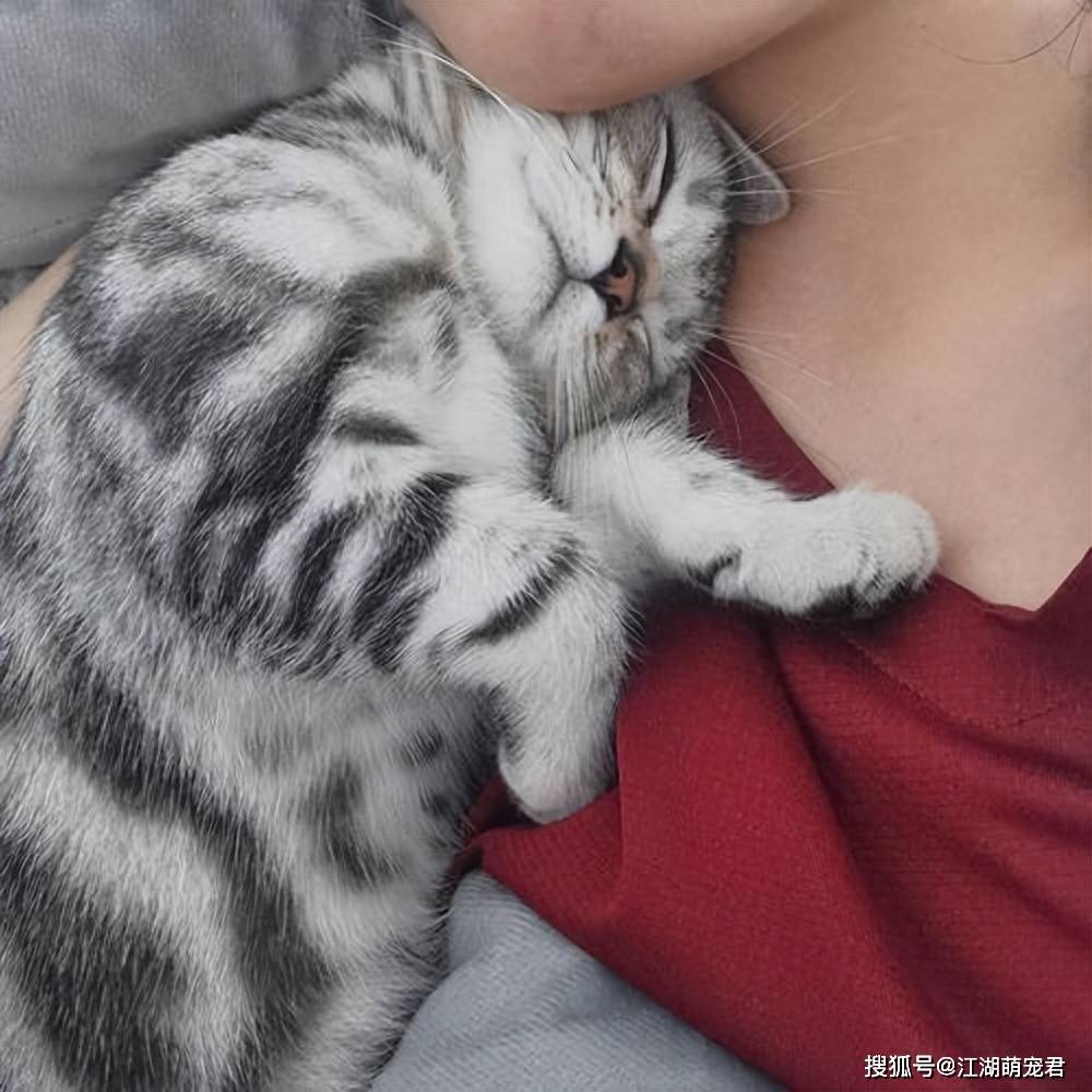 宠物_主人_猫咪