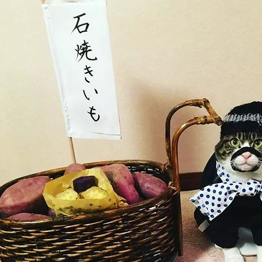 日本博主家的猫咪大厨走红，网友：一人一猫，一日三餐，羡慕了！