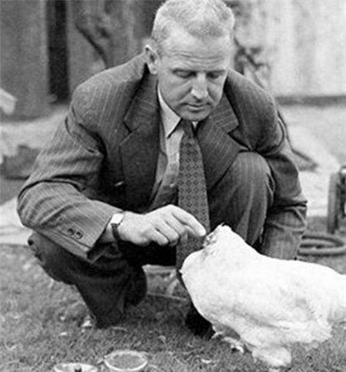 美国最顽强"无头鸡":没头奇迹存活18个月,每月展览赚5万美元_麦克_罗