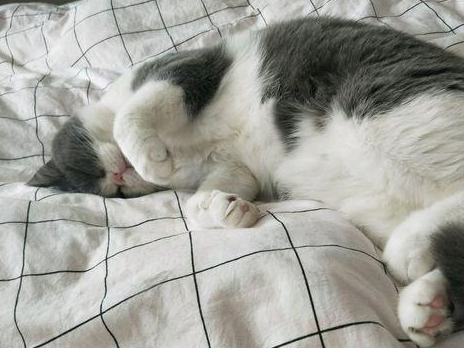 猫咪听觉敏锐,家里放音乐猫咪会感觉如何?专家:别放这种就行! 猫咪听觉敏锐,家里放音乐猫咪会感觉如何?专家:别放这种就行!