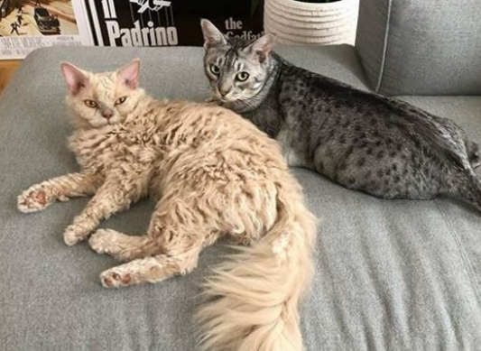 雨中捡到流浪猫，没想到却是一个“稀有品种”
