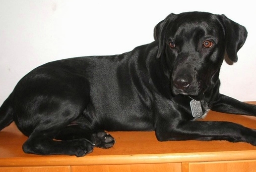 第四个,平毛寻回犬.