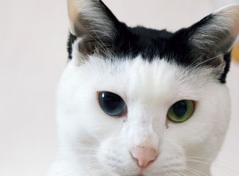 一看这些猫的发型,就知道它们的妈妈不是一般的tony老师_猫咪_气质