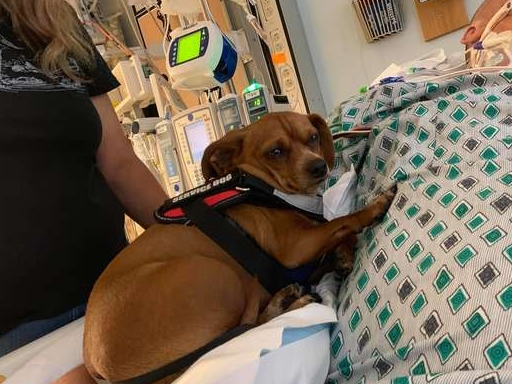 忠犬死守病床上的主人,医生查房时病人不动了 忠犬死守病床上的主人,医生查房时病人不动了