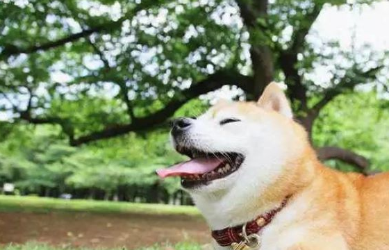 美女在院子里晨练，小柴犬在偷窥 