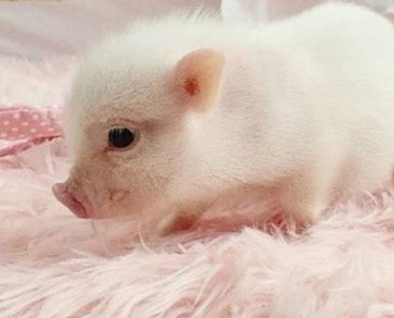 第一,控制小香猪的饮食量,根据外国的专家研究表明