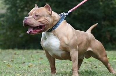 比特犬和蜜獾pk一下会怎么样?_皮肤_攻击_是一种