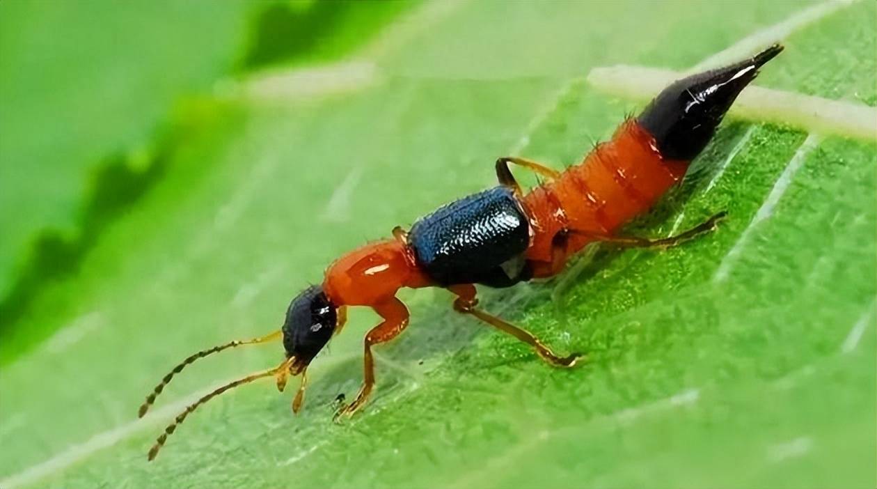 男子拍死隐翅虫多处溃烂5天未愈!为何如此危险?它有何特别?_毒液_虫子