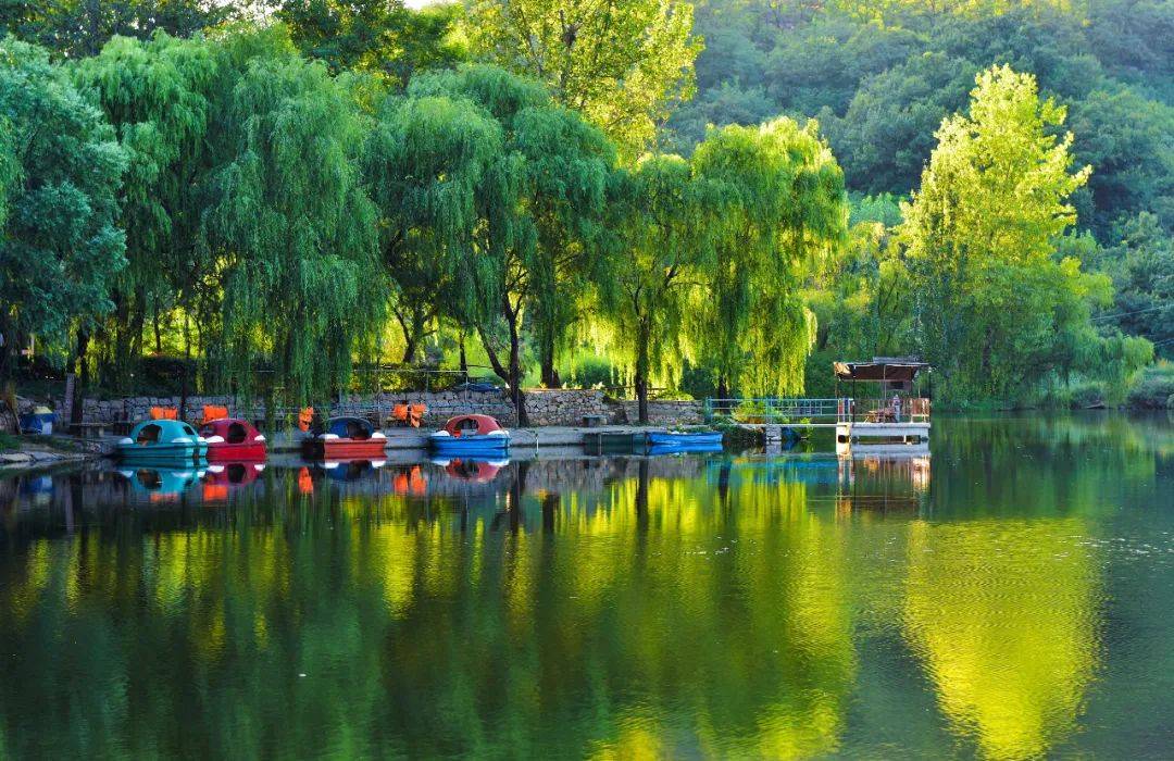 在淄博采摘季节限定的"维c小炸弹"_猕猴桃_博山区_地址