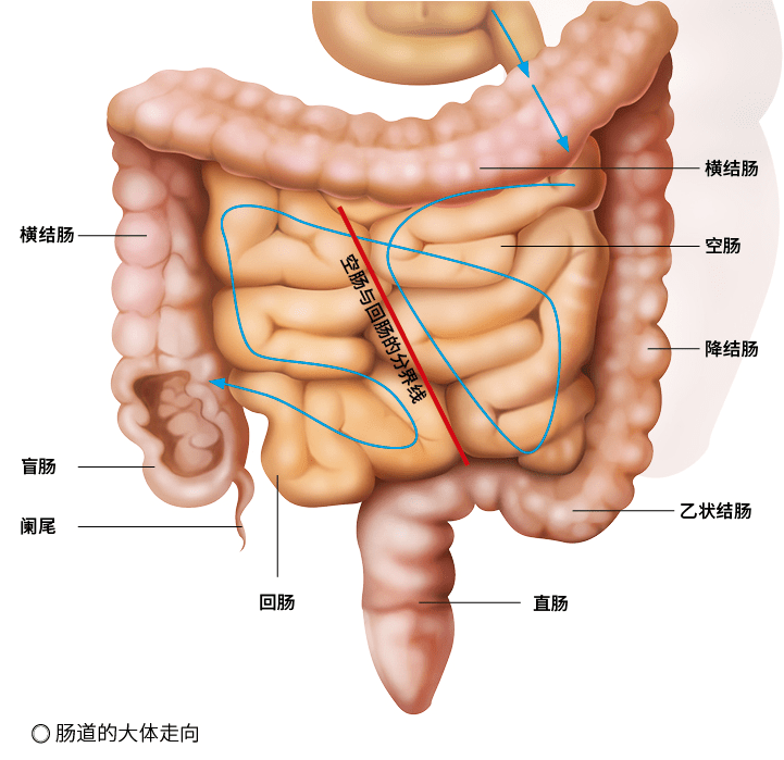 肠道是人体最重要的消化器官之一