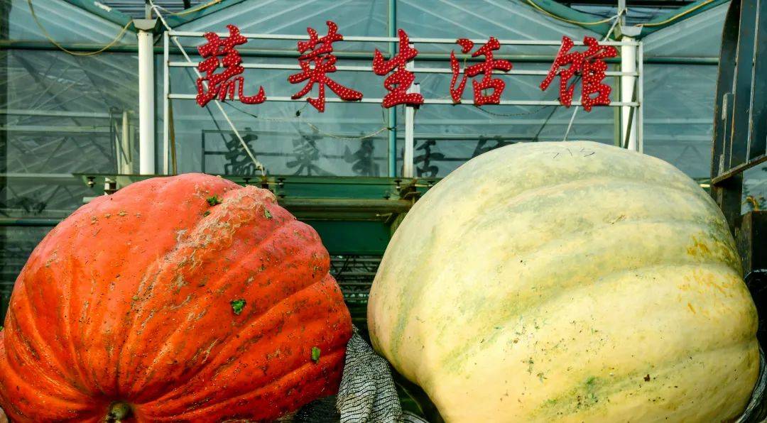 和县第十四届蔬菜博览会于9月26日在和县国家现代农业产业园开幕_发展