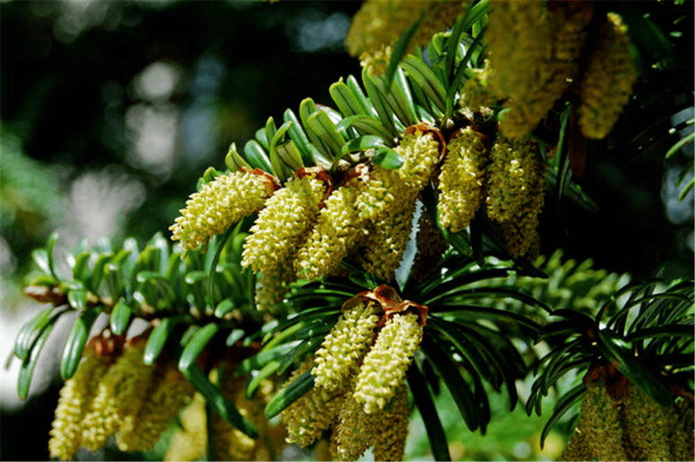 百山祖冷杉每隔5年才开一次花,刚发现时有8棵,60年内死了5棵_植物