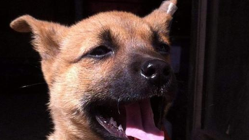 六种好脾气炸狗,主人肯定不养?_性格_柴犬_萨摩耶