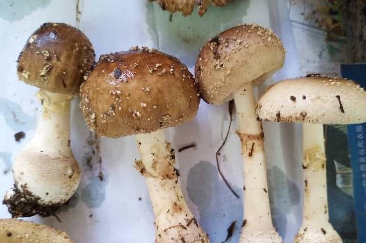 广西今年已有上百人因吃野生蘑菇中毒_有毒_发病_小时