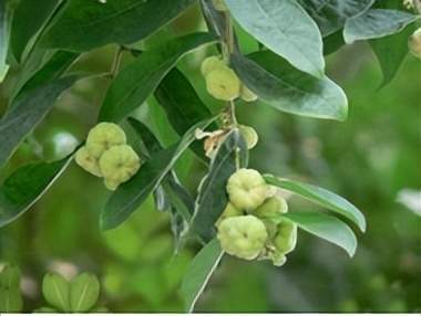 五指风,猛老虎,金骨风等草药是产品中的瑰宝,它们拥有神奇的功效,能够