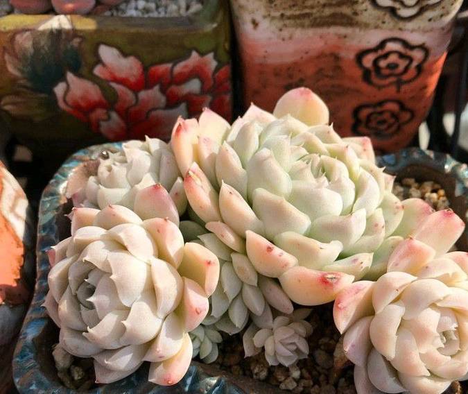 叶片带有绒毛的多肉植物,多肉绒毛都有什么作用?_散热_水分_到水