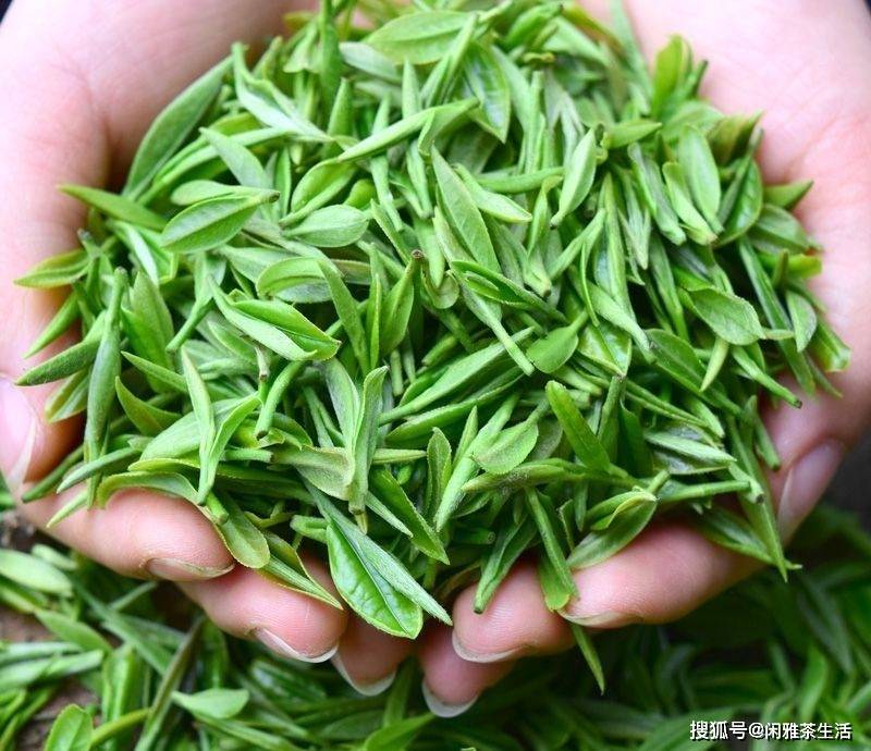 茶文化之清香幽雅的碧螺春_茶叶_洞庭_品质