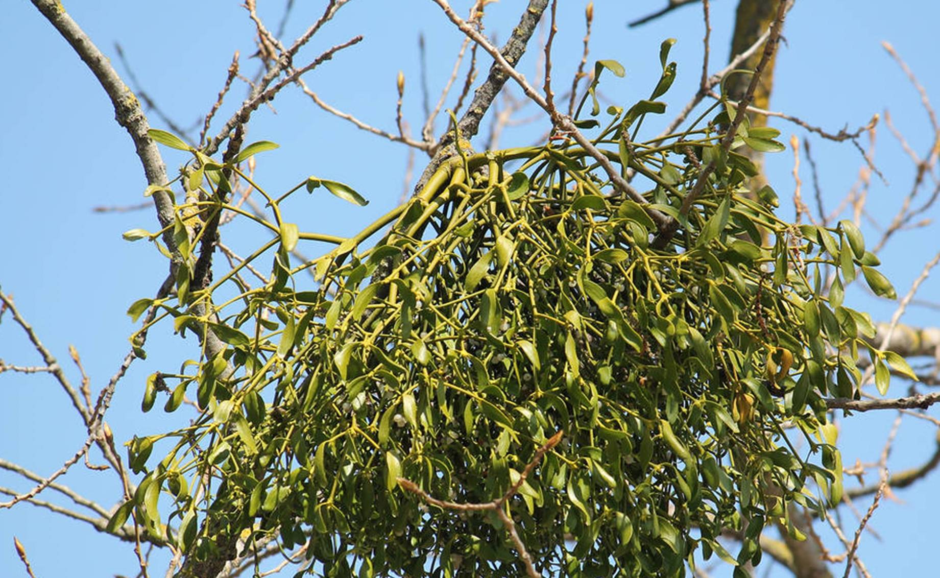 祛湿强骨,益肝固肾,降血之压,为药中之上品,养生之常备_桑寄生_的作用