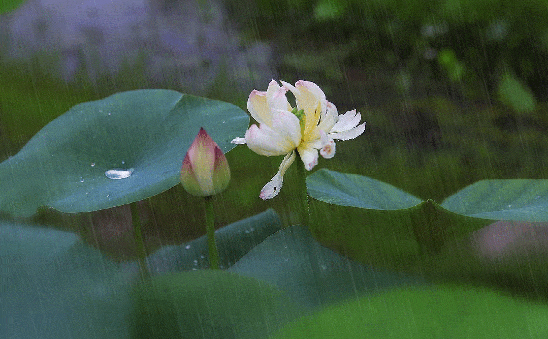 【特别推荐】徐州黄楼诗社八月同题· 荷塘消夏_赏荷_荷花_外一首