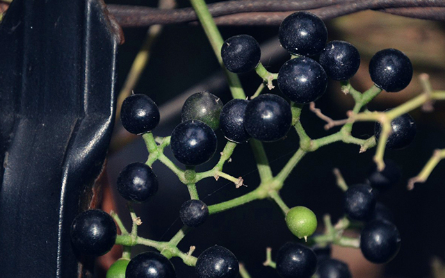 结黑色的小果的植物图片