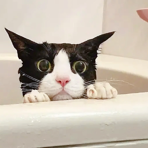 养了一只“黑猫警长”,这奶牛猫的破坏力堪比二哈! 养了一只“黑猫警长”,这奶牛猫的破坏力堪比二哈!