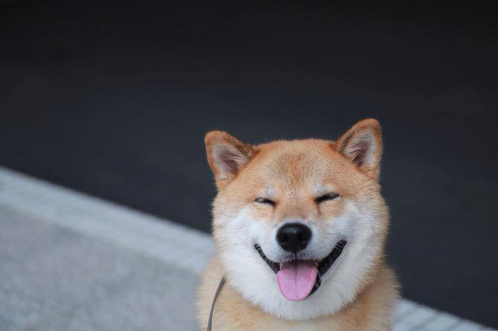 是谁动摇了中华田园犬的地位?理性揭秘柴犬衰败的原因_外国_人们_中国