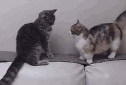 猫咪在外面闲逛,结果碰上一对情侣,接下来的猫咪的表情亮了……_对方