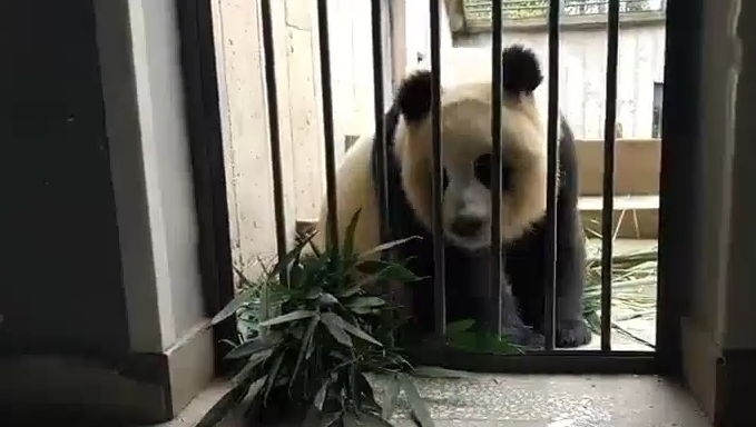 奶爸用一瓶蜂蜜调戏滚滚,被网友骂惨,结果让人笑哭! 奶爸用一瓶蜂蜜调戏滚滚,被网友骂惨,结果让人笑哭!