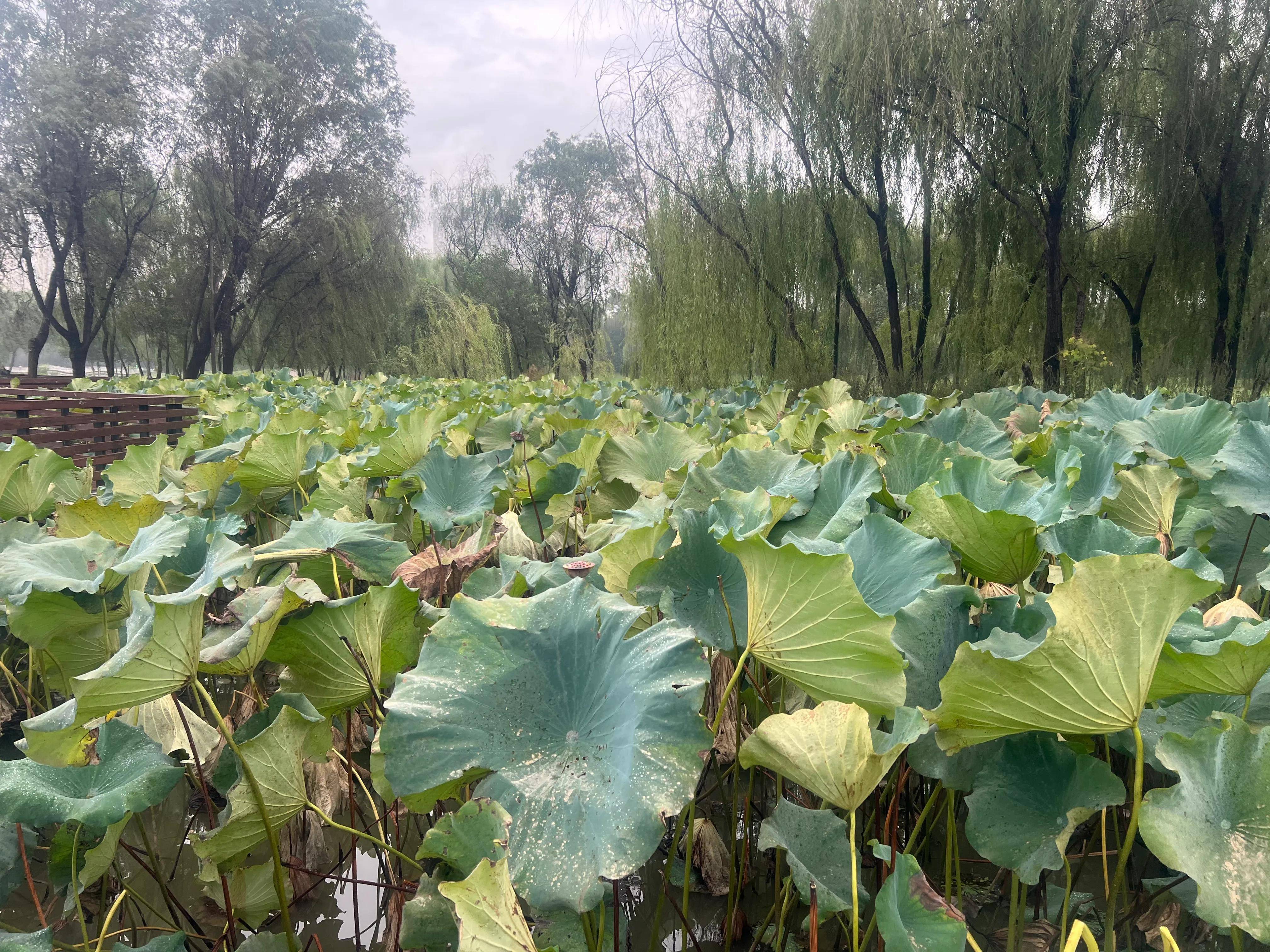 浐灞桃花潭公园图片