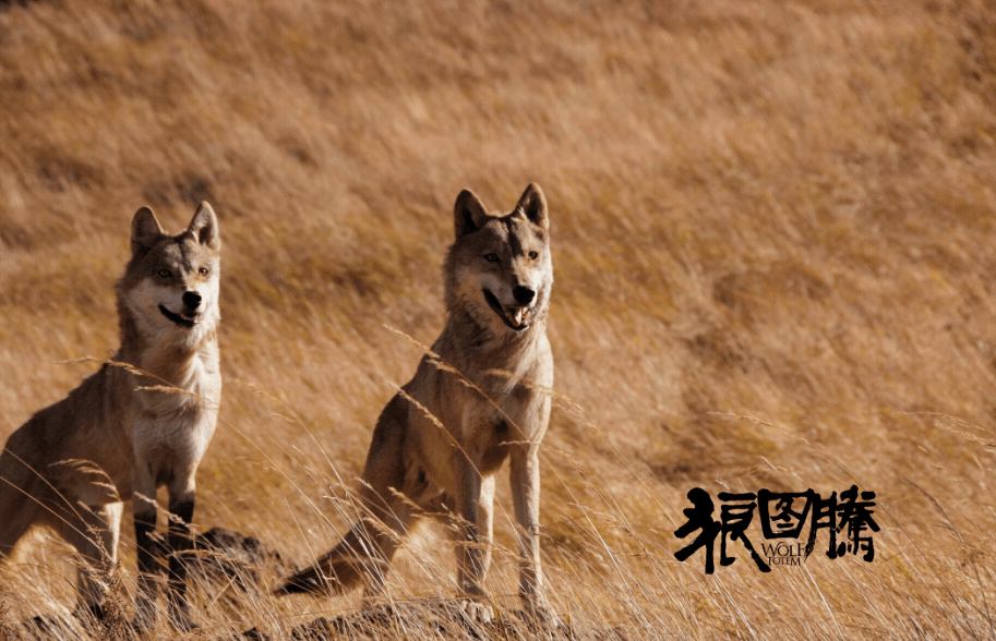 一段人狼共存故事,《狼图腾》草原之魂与人类和谐共生_电影_大自然