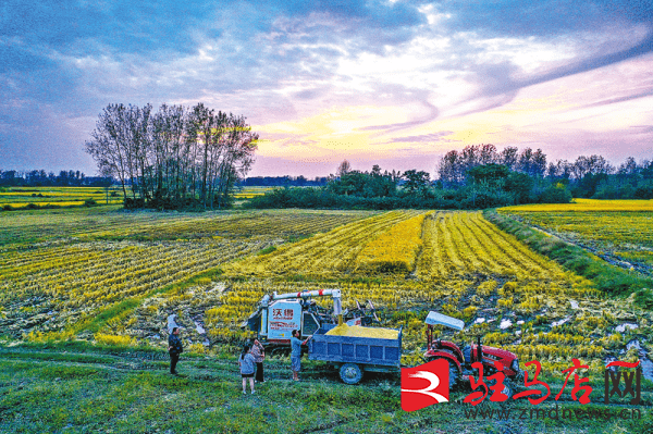 趁天抢时忙秋收_大林镇_正阳县_隆隆