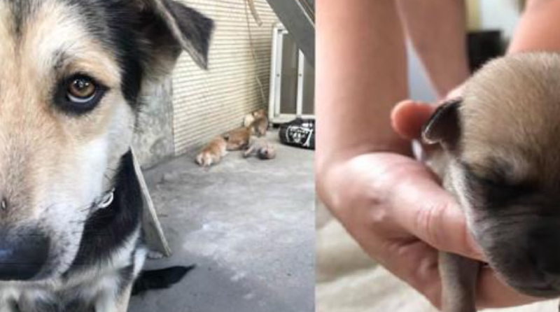 狗宝宝不幸夭折，狗妈妈忍痛埋葬 