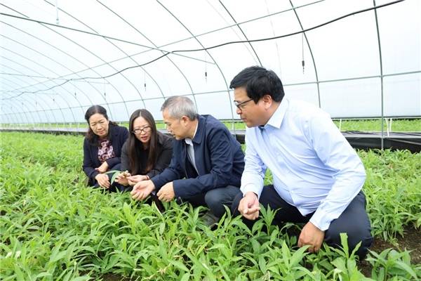 行业专家齐聚道地产区,科技赋能半夏产业协同发展_湖北省_种植_药材